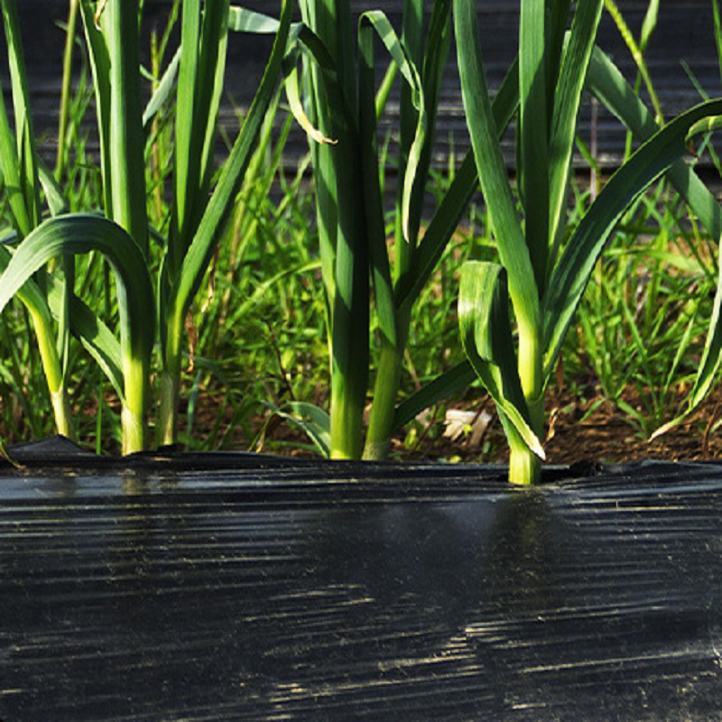 Fully Biodegradable Mulch Polylactic Acid (PLA) PBAT Degradable Film Degradable Mulch Film