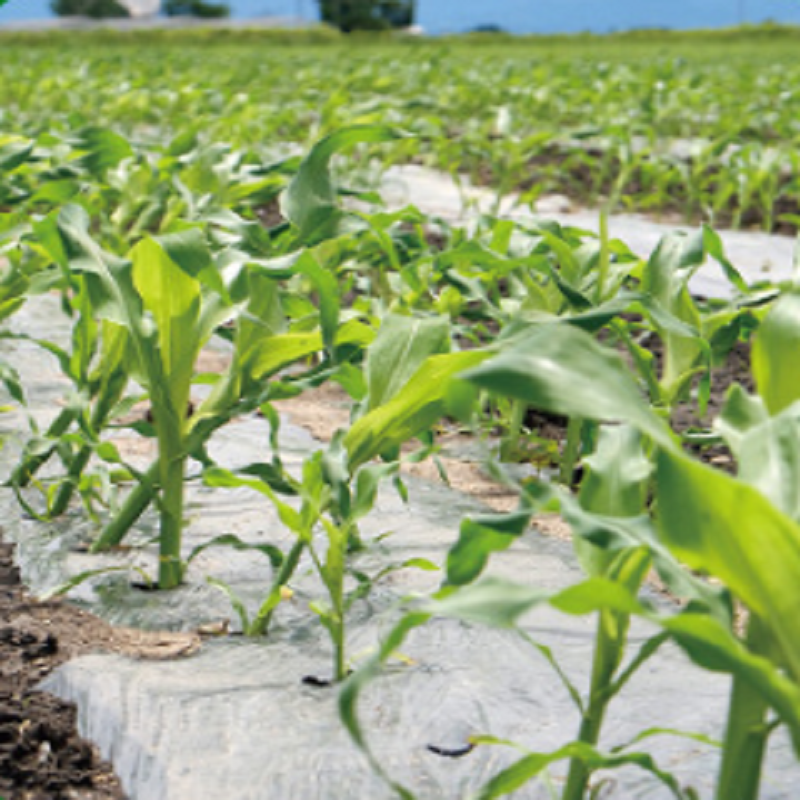 Fully Biodegradable Mulch Polylactic Acid (PLA) PBAT Biodegradable Film